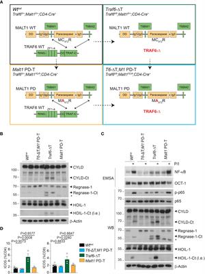 TRAF6 controls T cell homeostasis by maintaining the equilibrium of MALT1 scaffolding and protease functions